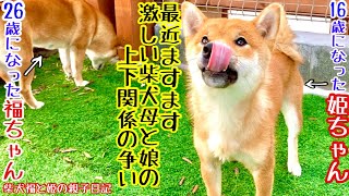 Lively life of Shiba Inu Fuku and Hime