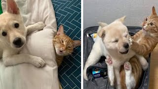 funny cats and dogs😹😂||Funny cat and dog video compilation 2023 #7