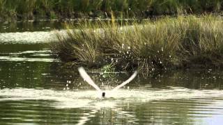 Caspian Tern Fishing