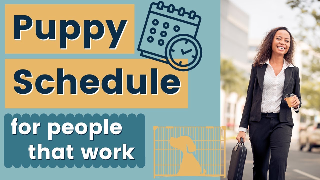 Puppy Training Schedule While Working Full Time Housepetscare