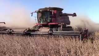 3 Case IH 8230 Axial-Flow Combines Harvesting Soybeans