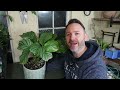 calathea orbifolia care guide for beginners goeppertia orbifolia tips