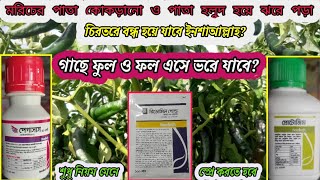 মরিচের পাতা কোকড়ানো ও পাতা হলুদ হয়ে ঝড়ে পড়া বন্ধ হয়ে যাবে ইনশাআল্লাহ।গাছে ফুল ফল এসে ভরে যাবে