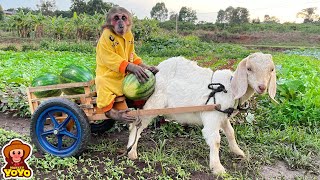 YoYo Jr takes the goat to harvest watermelon