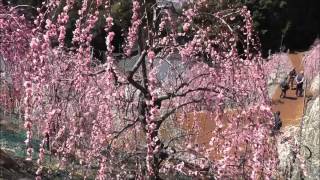 大縣神社　しだれ梅  愛知県犬山市