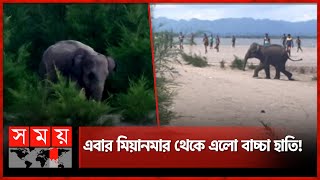 আবারও মিয়ানমার থেকে টেকনাফে বন্যহাতি | Baby Elephant | Naf River | Somoy TV