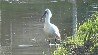 Spoonbill bird fishing - Lepelaar in Klapwijk weer