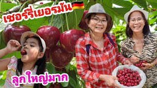 EP.24 เก็บเชอร์รี่สดๆจากสวนในเยอรมัน🇩🇪 |ลูกใหญ่มากทั้งหวานกรอบอร่อยมาก |พากินบุฟเฟ่ต์เชอร์รี่🍒