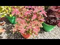 coleus plant ഗാർഡൻ സുന്ദരമാക്കാൻ കണ്ണാടിച്ചെടികൾ