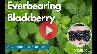 Grow Blackberries- Everbearing Primocane Blackberry - Prime-Ark® 45