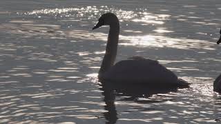 Лебеді. Зимова казка. Бурштинське водосховище. Swans. Winter fairy tale. Burshtinsk reservoir