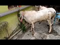 Bakri Eid sheep 2022 Neelsandra