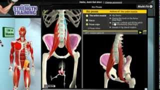 How Iliopsoas Muscles Work: 3D Anatomy of Muscles in Motion