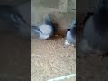 french mondain pigeon breeds