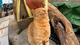 猫島のフェリー乗り場桟橋付近の猫達を順番にナデナデする