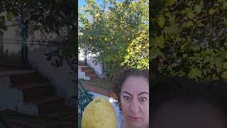 lemon as big as my head!  Citron! #lemons  #lemontree #italy #amalfi   #fyp