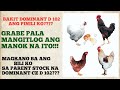 PAG-AALAGA NG SISIW DOMINANT CZ PARENT STOCK D102 #DOMINANTCZ #PARENTSTOCK