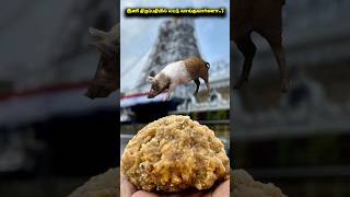 இதுதான் Tirupati Laddu Problem Ku Solution Na 🤯? | Tirupati Laddu Controversy | Tamil | Infact Cmd