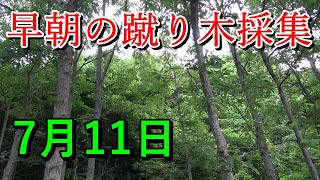 【昆虫採集】2022年 7月11日　ミヤマクワガタ　ノコギリクワガタ採集70mmオーバーを求めて 【Insect collecting stag beetle】