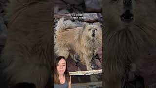 Emotional reunion between LA fire victim and lost dog 🥺 #shorts #dogs