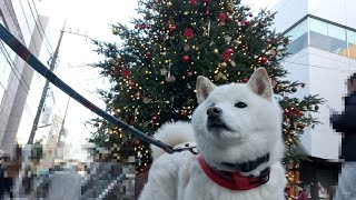 Shiba Inu walking in Jiyugaoka 🎄 Christmas tree