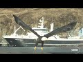 bald eagle take off in slow motion super detailed