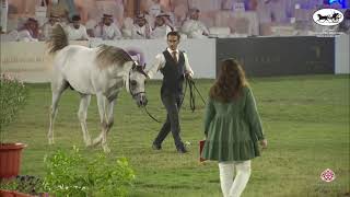 N 379 JARRAH ALMUAWD   10th Arabian Horse Show for local Breeders in Saudi Arabia 2021   Colts 2 Yea