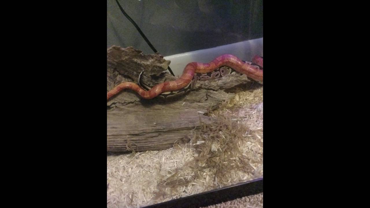 Corn Snake And Ball Python Breeding? - YouTube