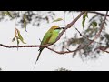 canon r5 4k crop in post bee eater