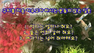 초보구피맘들의 가장 궁금한 질문 1.2.3