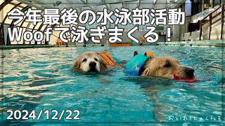 【ゴールデンレトリバー】2024年最後の水泳部活動、Woofでたくさん泳いできたよ〜！