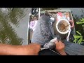 bream and catfishing on reelfoot lake