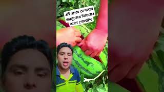 এই প্রথম দেখলাম তরমুজের ভিতরের অংশ গোলাপি