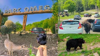 Parc Omega Quebec | A Drive-Through Wildlife Adventures |  Quebec Day Trip