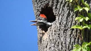 Baby pileated Woodpecker Nest