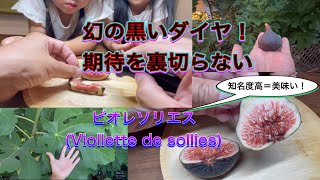 【イチジク食レポ】ビオレソリエス(Viollette de sollies)収穫！黒イチジクと言えばこの品種とも言える有名品種です。濃い甘さでとろける果肉は本当に美味しいです。