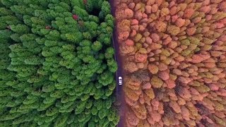 Awesome autumn colors in Chongqing, China