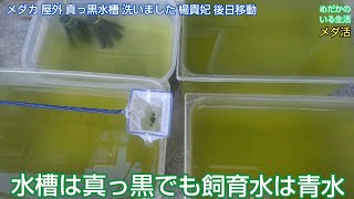 メダカ 屋外 真っ黒水槽 洗いました 楊貴妃メダカはほぼ放置水槽へ後日移動します