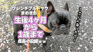 【フレンチブルドッグ】まめきちが家族になった生後4ヶ月から1歳まで成長の記録ww