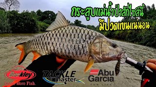 ตกปลากระสูบน้ำไหลแม่น้ำป่าสักเจอไซส์นี้!!! มีปวดแขนแน่นอน...Abu Garcia Silver Max3 Abu Garcia Diablo