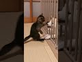 子猫にボコられビビる子犬 笑 shorts 子犬 子猫