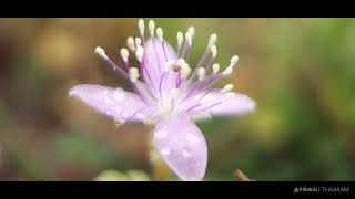 Tiny Flower _ natural healing   _ மலர்