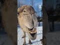 camel chases after horses trying to be their friend