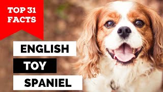 99% of English Toy Spaniel Owners Don't Know This