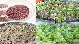 Magical way to Grow Coriander In just 3 Days#Shorts