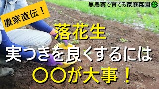 落花生の追肥と土寄せ　収穫量アップのコツを解説！【有機農家直伝！無農薬で育てる家庭菜園】　22/6/18