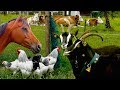 Top25 Most beautiful Farm Animals - rare breeds of lifestock, cattle, goats chickens horse poultry