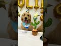 golden retriever puppy dog ❤️ Retriever puppy birthday party ❤️ #shorts #viral #trending #viral