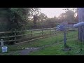 cheeky magpies attacking the microphone with sounds