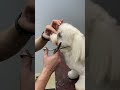 Groom A Maltese | Step By Step